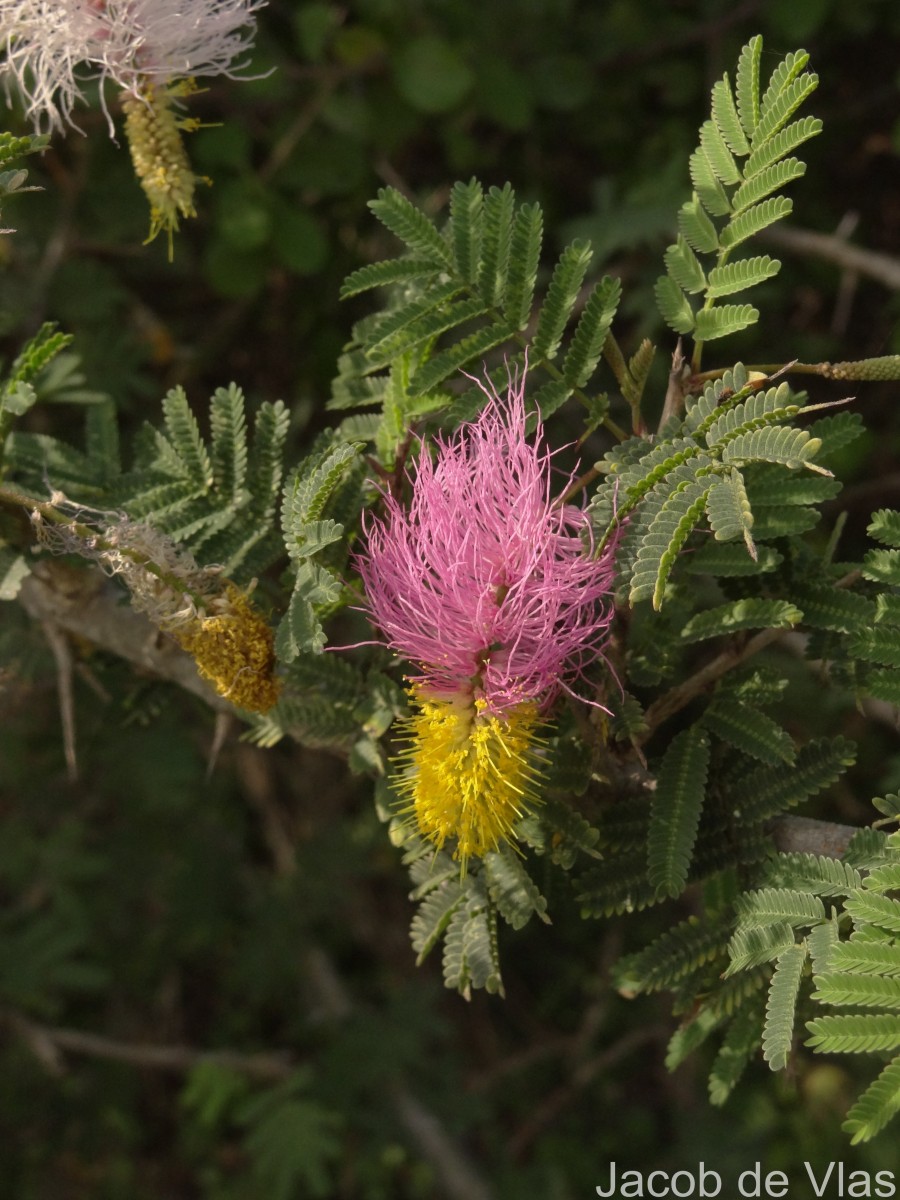 Dichrostachys cinerea (L.) Wight & Arn.